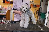 CANICHE - TOILETTAGE 017